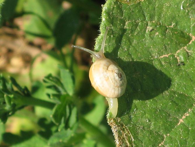 Gasteropode